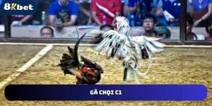 gà chọi c1 là gì