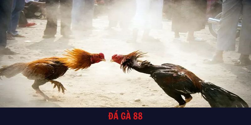 đá gà 88